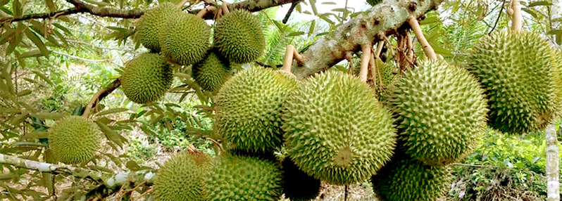 Food & Specialty Agricultural Products